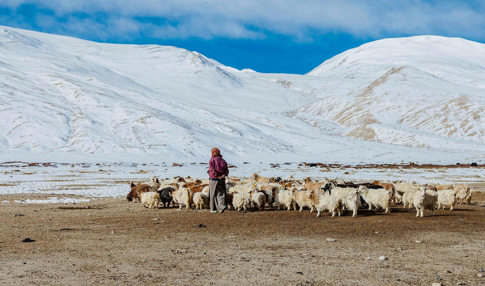 Artisan shearing pashmina goats in snowy mountains