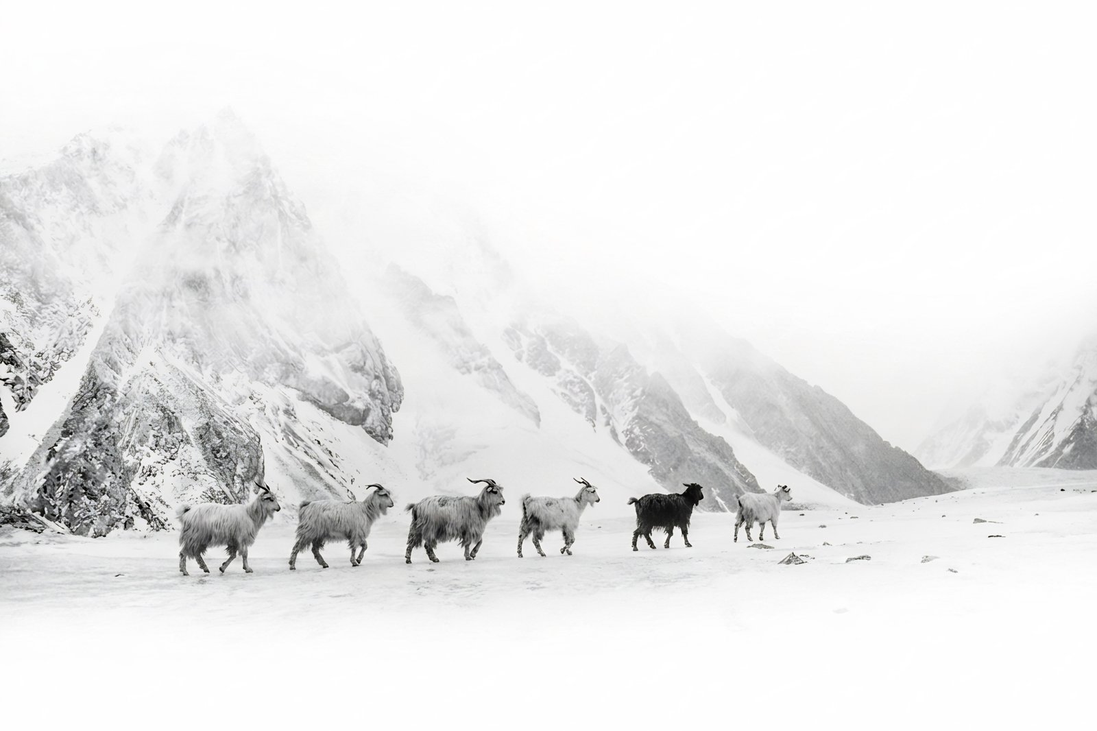 Pashmina goats walking in a line through snowy mountains
